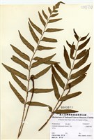 藏品(狹葉貫眾蕨)的圖片